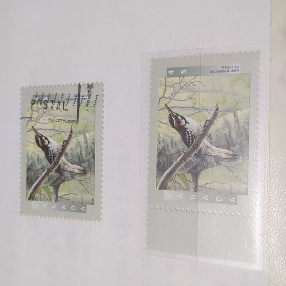 Hairy Woodpecker Postage Stamps And Information Sheet - Picture 2 of 3